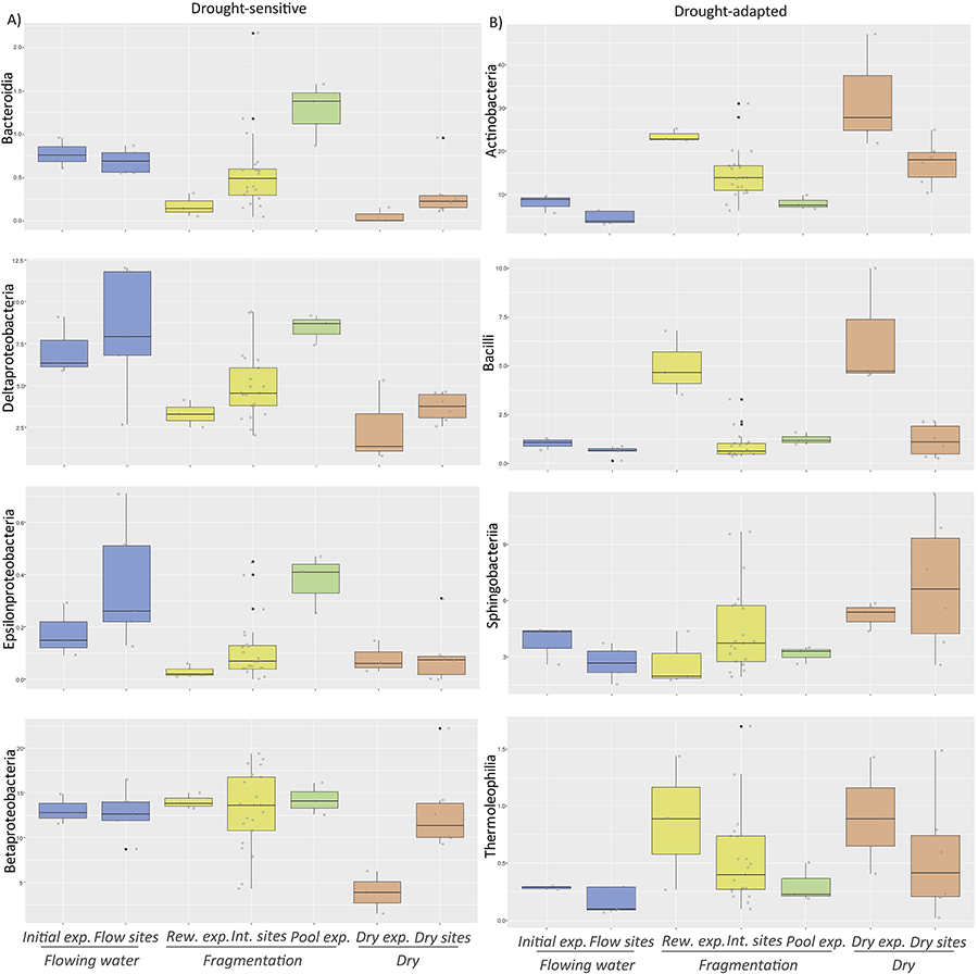 Box plots of the 13 most abundant bacterial taxa found in the streambeds from both the experiment and field studies