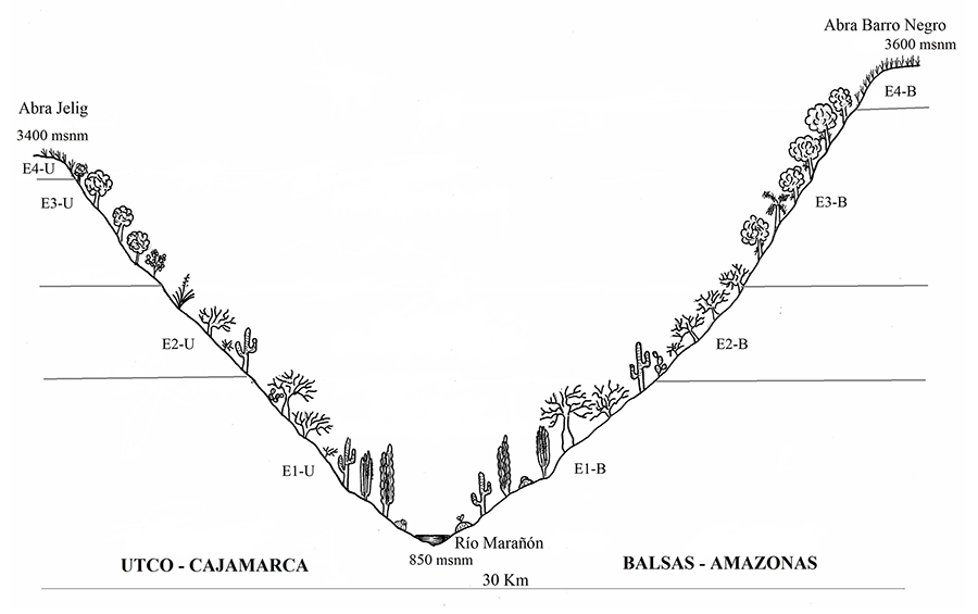 Perfil transversal del área de estudio