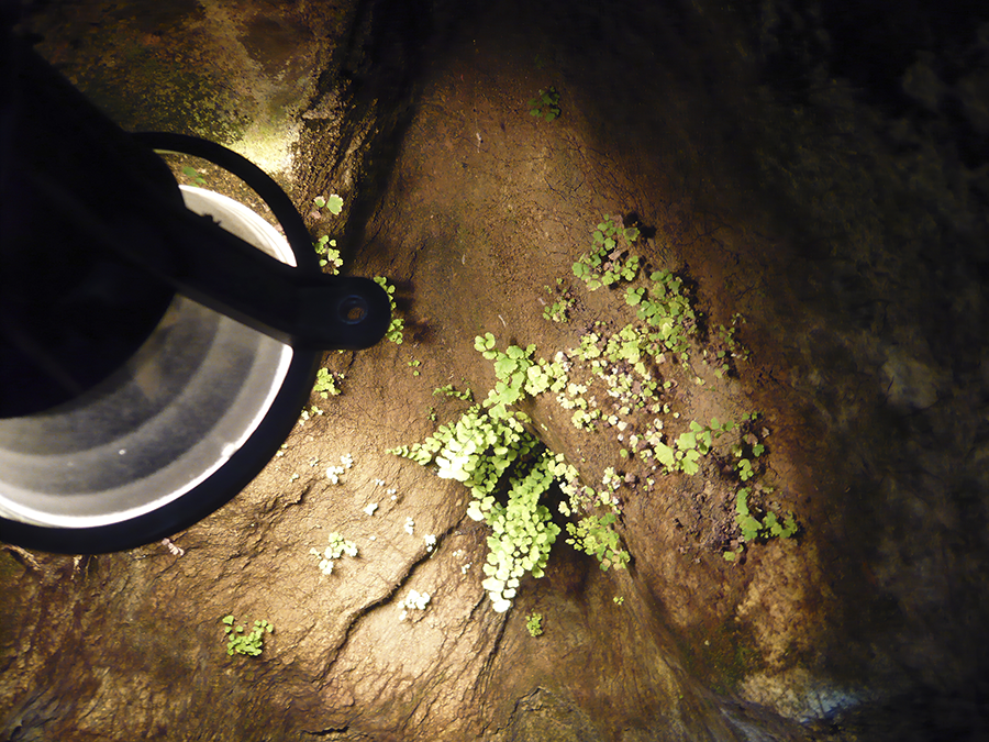 En las cavidades subterráneas habilitadas para el turismo que disponen de iluminación eléctrica con funcionamiento regular, se puede encontrar flora creciendo en el área de influencia de la luz proporcionada por los focos