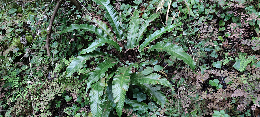 En las zonas más secas de la vertiente mediterránea española es frecuente encontrar al helecho Asplenium scolopendrium refugiado en la entrada de las cavidades subterráneas (sobre todo en simas y grietas verticales), donde presenta sus mejores poblaciones