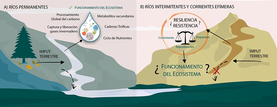 Funcionamiento de los hongos acuáticos en ríos permanentes y en ríos intermitentes y corrientes efímeras.