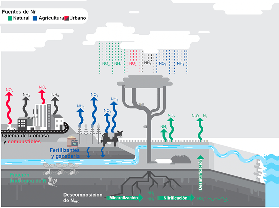 Procesos clave del ciclo biogeoquímico del N.