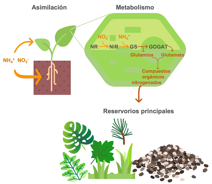 Procesos clave del ciclo biogeoquímico del N.
