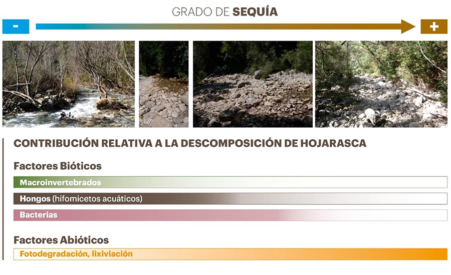 Contribución relativa de los factores bióticos y abióticos a la descomposición de la hojarasca