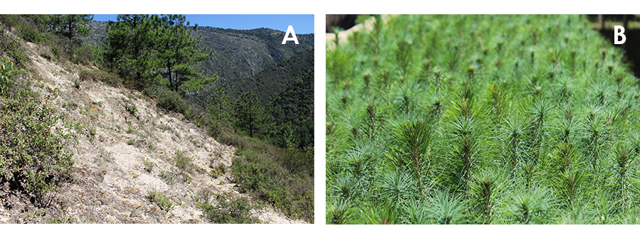 Condición dominante del área de estudio (A) y características de las plantas (B)