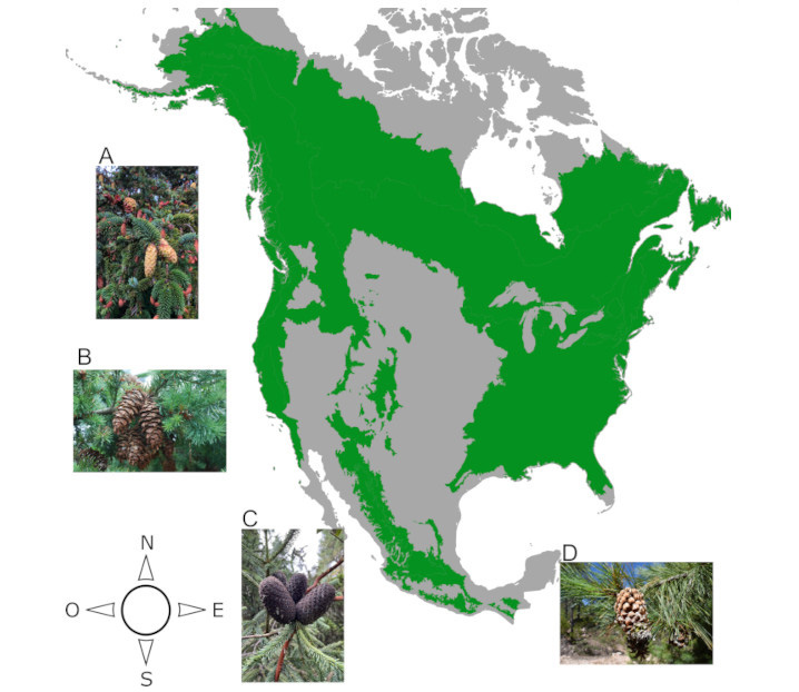 Distribución de los bosques de la familia Pinaceae en Norteamérica. Nombre y localización de las fotos de algunas de las especies de los cuatro géneros estudiados.