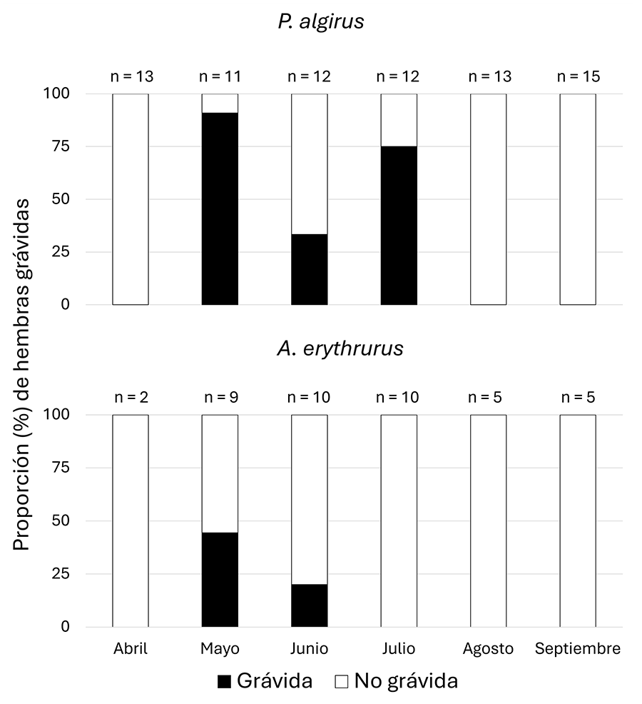 Variación mensual en la frecuencia de hembras grávidas de las dos especies de estudio en el Monte de El Pardo. El tamaño muestral para cada especie y mes se muestra encima de las barras