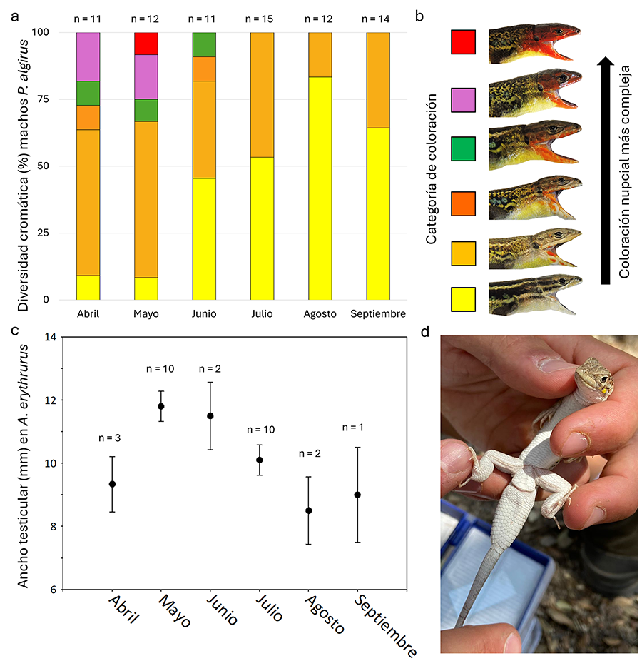 Variación de abril a septiembre de 2022 en la frecuencia de machos de lagartija colilarga