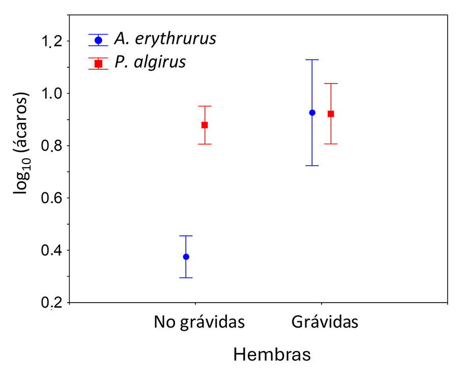 Media ± error estándar del número de ácaros presentes sobre las hembras de A. erythrurus y P. algirus atendiendo a su estado de gravidez resultado del modelo presentado en la Tabla 2
