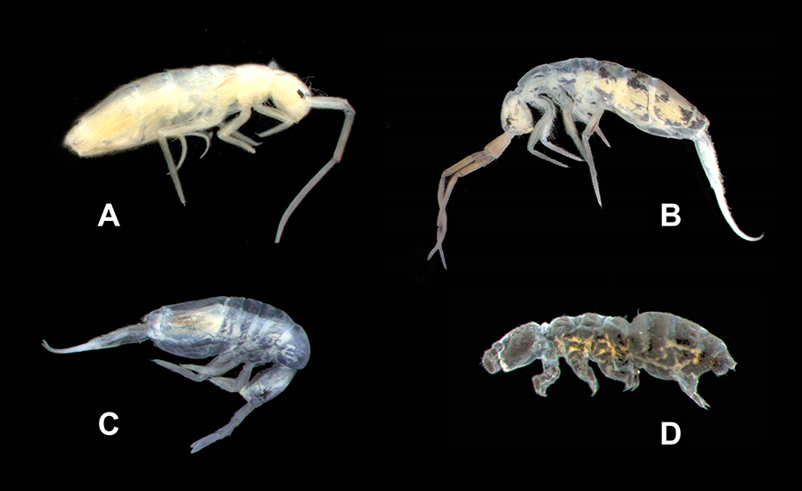 Cuatro especies de Collembola presentes en el medio subterráneo superficial del Parque Nacional de la Sierra de Guadarrama: A) Orchesella colluvialis; B) Orchesella mesovoides; C) Pseudosinella gonzaloi; D) Hypogastrura meridionalis