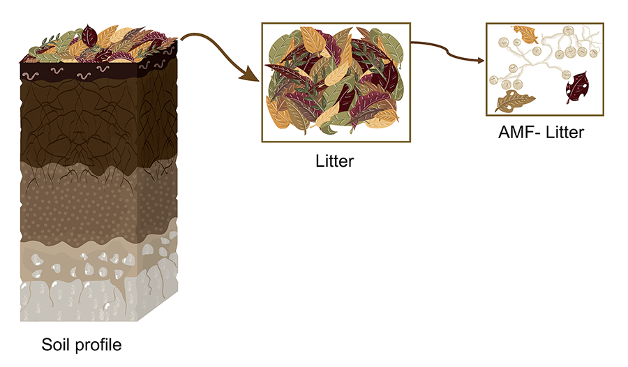 Schematic representation of a hypothetical soil profile highlighting the litter layer and its progressive transformation, including colonization by AMF (Arbuscular mycorrhizal fungi)