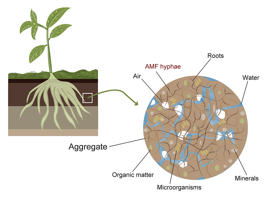 Example of AMF (arbuscular mycorrhizal fungi) distribution in soil aggregates.