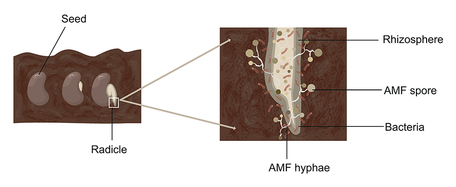 Example of AMF (arbuscular mycorrhizal fungi) distribution in soil aggregates.