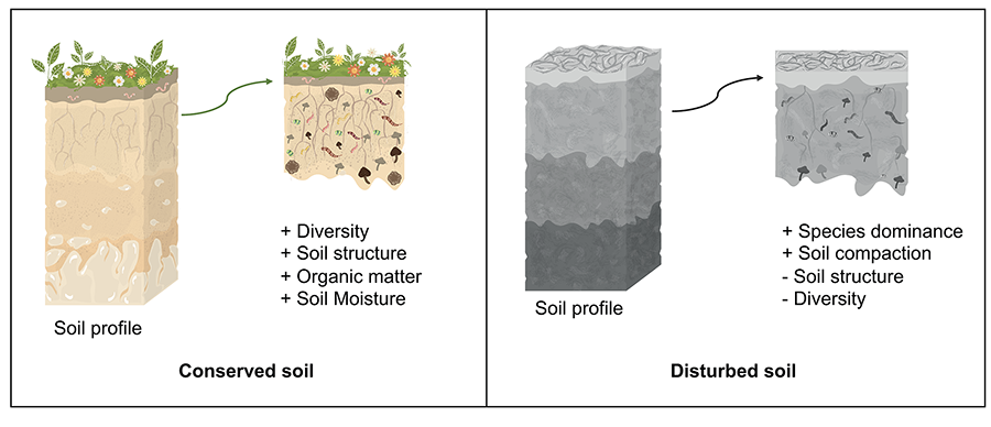 Arbuscular mycorrhizal fungi in a preserved soil vs. a disturbed soil. Prepared by Vázque-Santos LM (2024)
