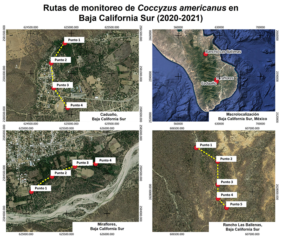 Rutas y puntos de conteo de C. americanus en los tres sitios monitoreados en 2020 y 2021 en Baja California Sur. Ver mapa de situación general en la Figura 3.