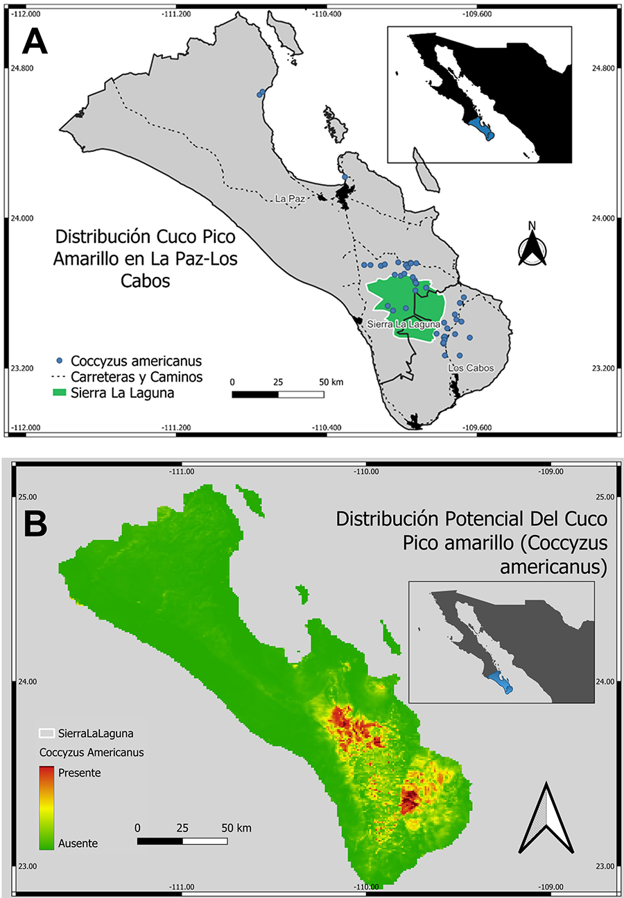 A) Mapa de distribución de C. americanus en La Paz – Los Cabos.  B) Mapa de distribución potencial de C. americanus generado a partir del modelo de MaxEnt.