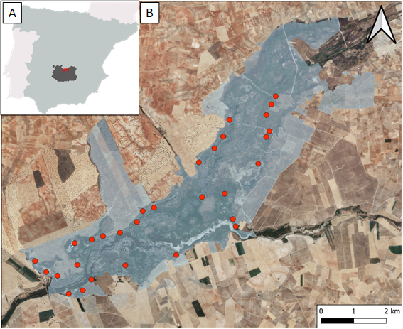 (A) Ubicación de la provincia de Ciudad Real (gris oscuro) y el Parque Nacional de las Tablas de Daimiel (cuadro rojo) en España. (B) Límites del Parque Nacional de las Tablas de Daimiel (sombreado azul) y localización de los nidos artificiales colocados (puntos rojos)