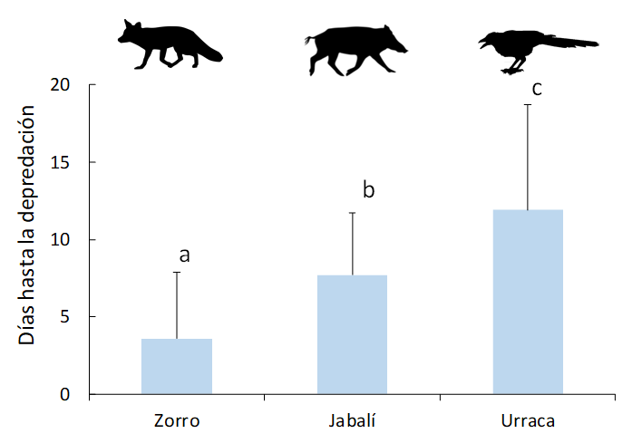 Número de días promedio que las principales especies depredadoras tardan en localizar y depredar sobre los nidos artificiales. Las barras indican el error estándar. Las diferencias significativas entre el tiempo de eliminación de cada depredador vienen indicadas por las letras (a, b, c)