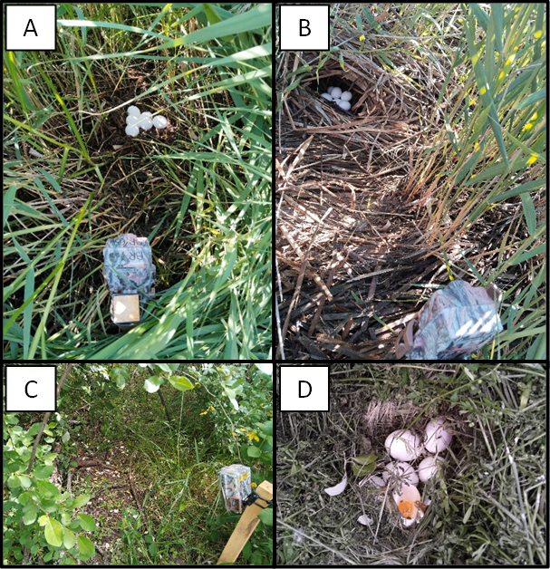 A y B son ejemplos de nidos artificiales colocados en el Parque Nacional de Las Tablas de Daimiel. C. Nido artificial consumido totalmente por depredadores (ausencia de huevos). D. Nido artificial parcialmente depredado