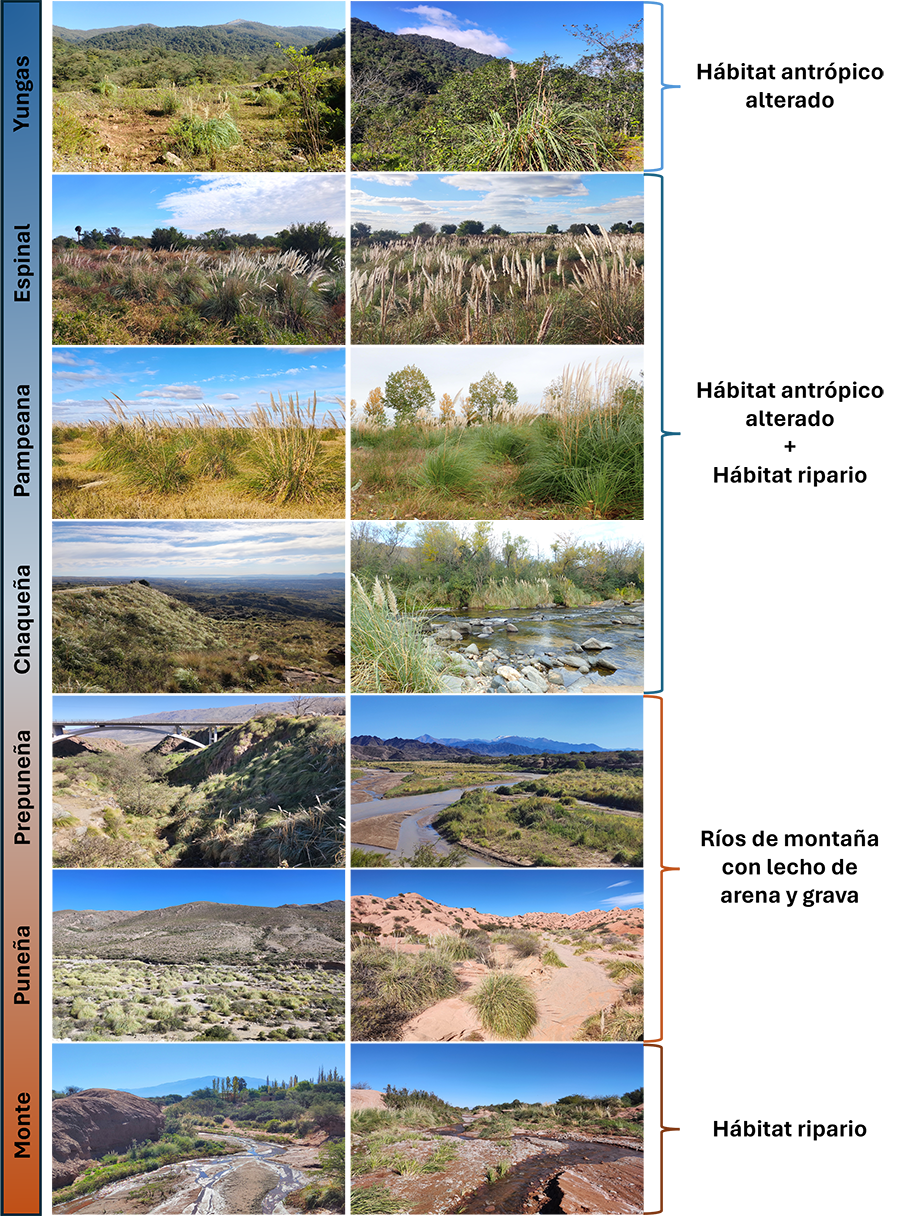 Hábitas donde vive <i>Cortaderia selloana</i> en las provincias fitogeográficas del norte de Argentina.