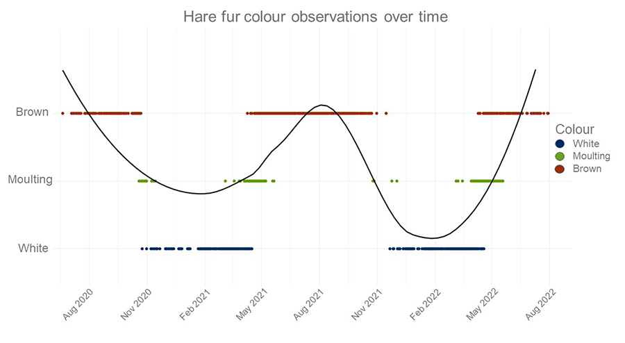 Changes in the colour of the hare's fur according to seasonality.