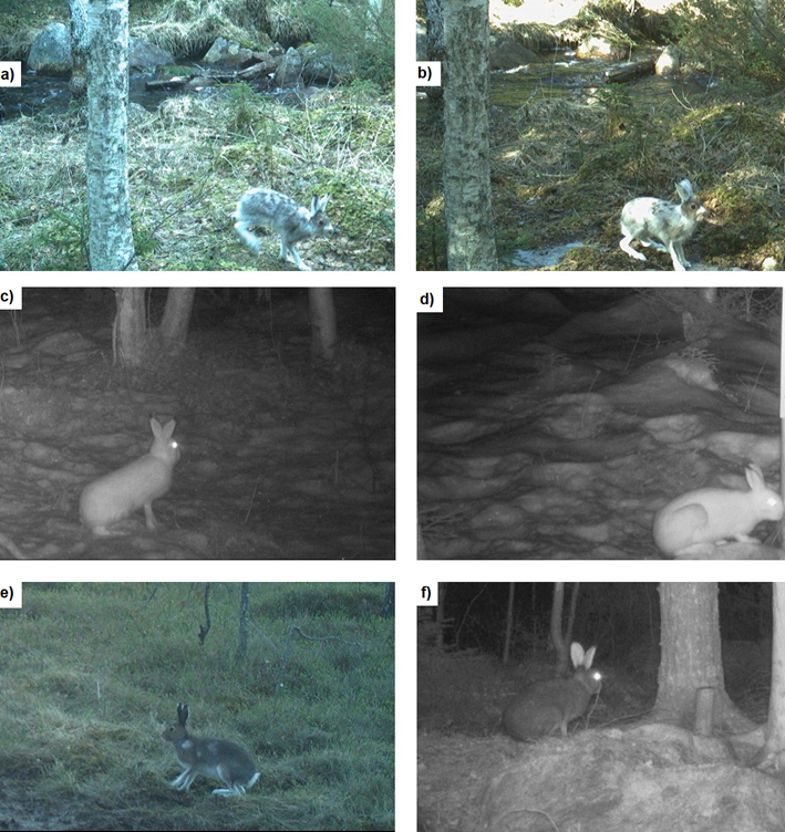 Images of the hares with the 3 fur colours: a) and b) moulting, c) and d) white and e) and f) brown.