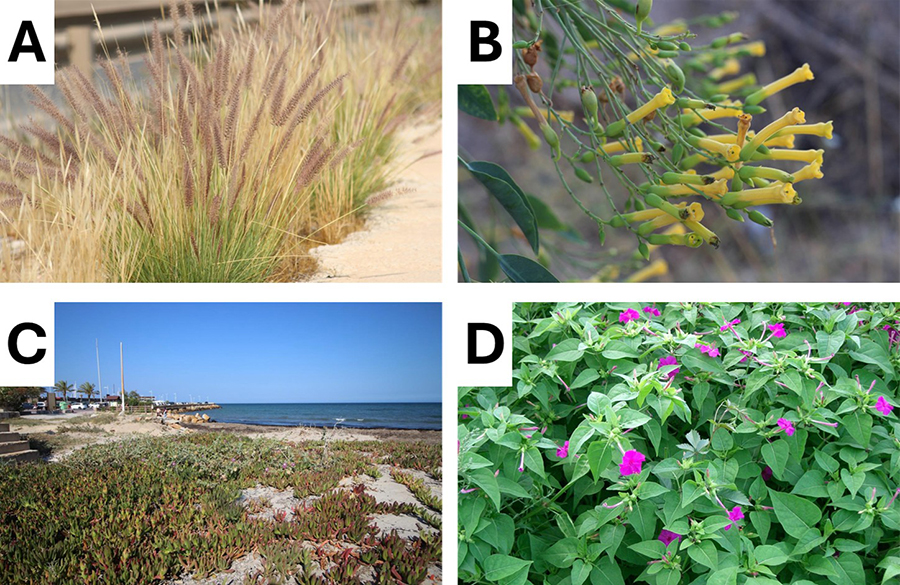 Especies invasoras estudiadas en los trabajos del grupo de Sostenibilidad de Sistemas Suelo-Planta (CEBAS-CSIC)