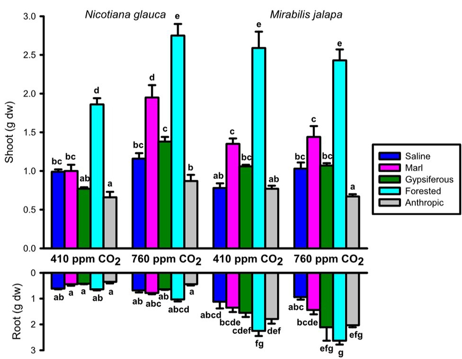 Biomasa foliar y radicular de ejemplares de N. glauca y M. jalapa cultivados en cinco suelos diferentes y expuestos a dos niveles diferentes de CO2 atmosférico.