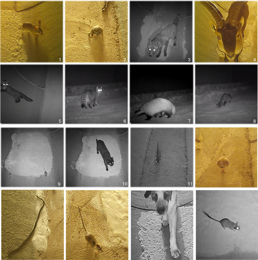 Ejemplo de imágenes de fauna captadas por las cámaras de fototrampeo