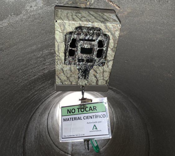 Cámara tipo de fototrampeo Browning Dark Ops PRO DCL instalada en las obras de drenaje de la carretera A1205