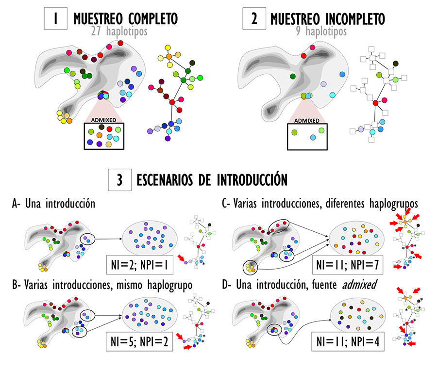 Posibles patrones de diversidad genética de una hipotética especie en su área nativa y no nativa, bajo diferentes escenarios de invasión