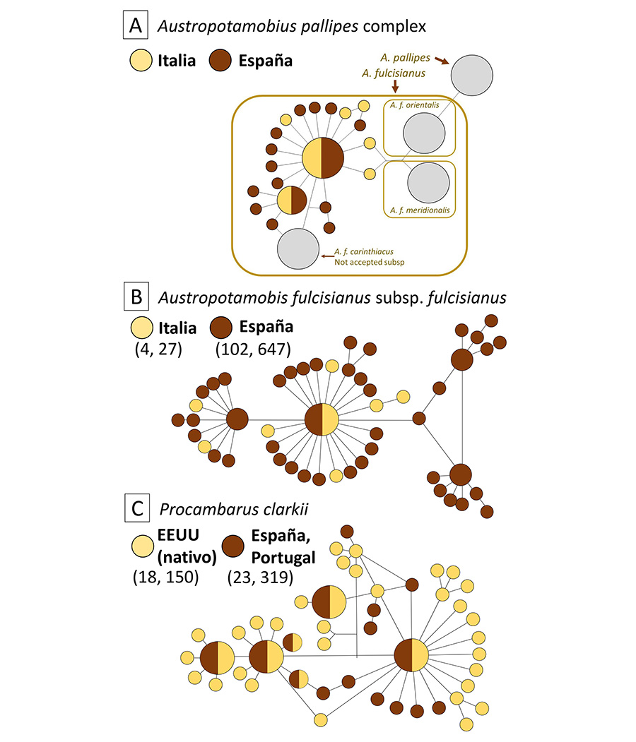 Relaciones entre los haplotipos de ADN mitocondrial detectados en poblaciones ibéricas y nativas de Austropotamobius