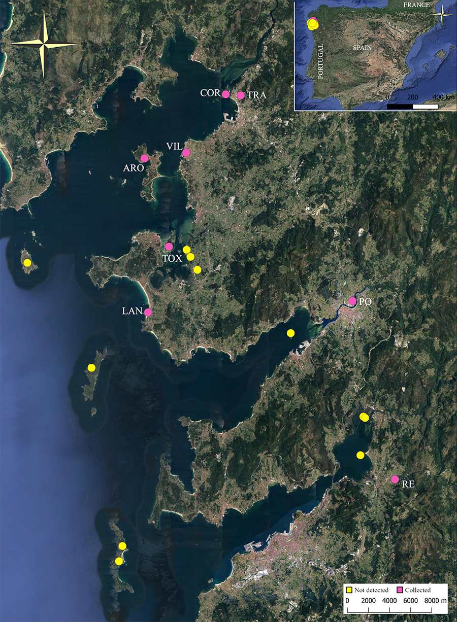 Distribución de Linepithema humile en Galiza. Amarillo: lugares donde no se encontró la especie (N= 11)