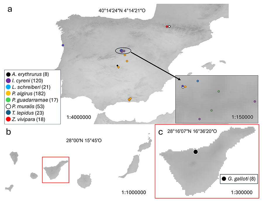 Puntos geográficos donde se investigó la presencia de garrapatas sobre 9 especies de lacértido de los géneros Acanthodactylus, Gallotia, Iberolacerta</i>, <i>Lacerta</i>, <i>Podarcis</i>, <i>Psammodromus, Timon, y Zootoca