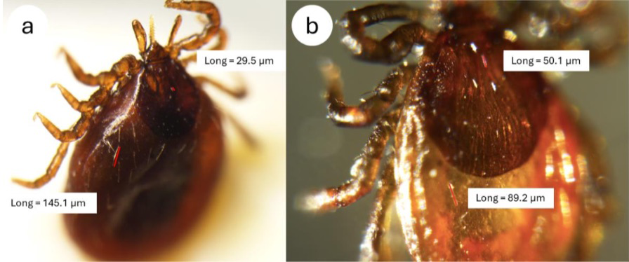 a) Vista dorsal sobre plastilina de una posible ninfa de Ixodes inopinatus, con medición de setas escutales aproximadamente 5 veces más largas que las setas aloscutales. b) Vista dorsal de una ninfa de <i>Ixodes ricinus</i> con medición de setas escutales 2-3 veces más largas que las setas aloscutales