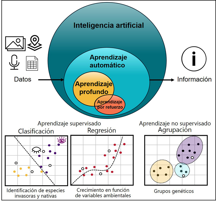 Inteligencia artificial (IA) para principiantes. Diagrama de Venn mostrando las relaciones entre los términos: Inteligencia artificial, aprendizaje automático, profundo y por refuerzo, así como las tareas de aprendizaje supervisado para tareas de clasificación y regresión (con datos etiquetados), y no supervisado (datos no etiquetados) para tareas de agrupación