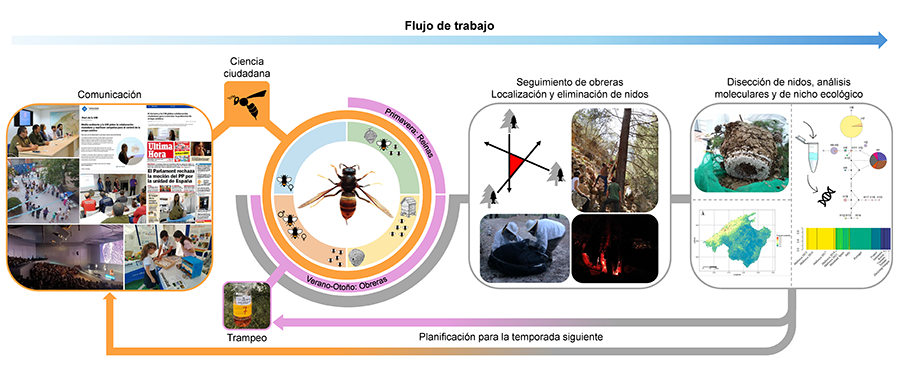 Flujo de trabajo que ilustra la estrategia de erradicación de Vespa velutina en la isla de Mallorca. El flujo de trabajo incluyó trampeo (captura de reinas en primavera y detección de adultos), comunicación y el uso de ciencia ciudadana para la detección, seguimiento de adultos mediante puntos de alimentación artificiales y localización de nidos mediante métodos de triangulación, destrucción de nidos mediante métodos mecánicos, y análisis posteriores.