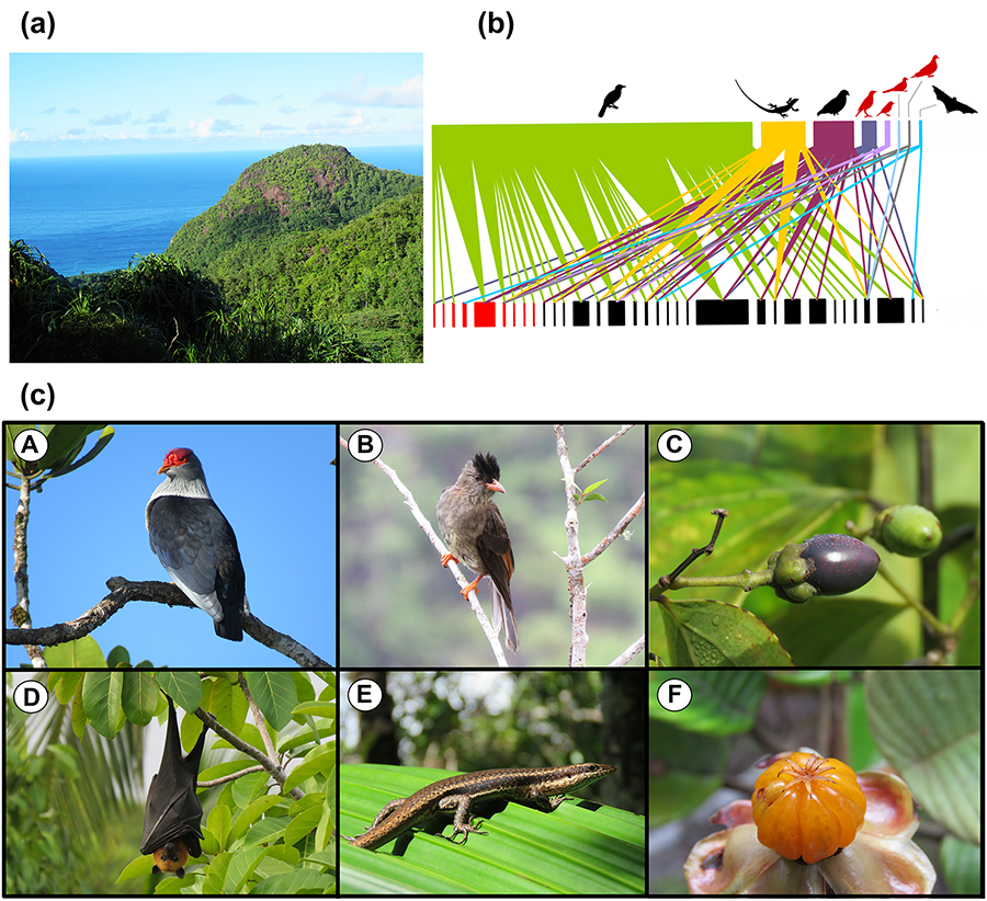 (a) Inselberg en la isla de Mahé, Seychelles. (b) Red de interacciones entre especies de frugívoros (barra superior, en diferentes colores, siluetas de animales introducidos en rojo) y plantas (barra inferior, introducidas en rojo) durante todo el periodo de fructificación en Mahé. Obtenido de Costa et al. 2022b. (c) Ejemplos de animales dispersores y frutos en inselbergs de Mahé