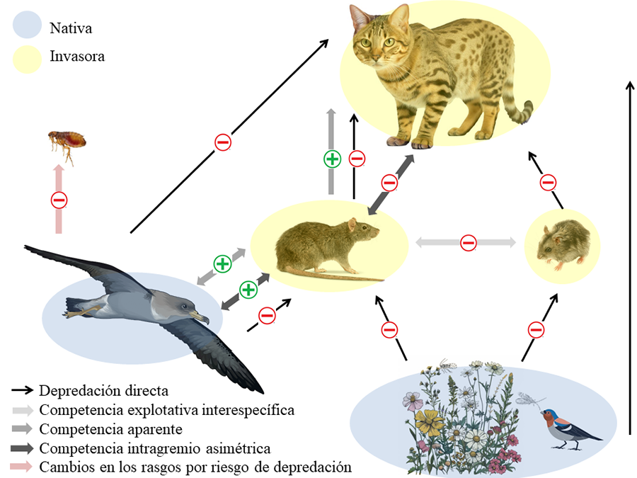 Efectos directos (representados por flechas negras finas) e indirectos (flechas ligeramente más gruesas y de distintos colores según el tipo de interacción), con el signo que indica el tipo de efecto (negativo o positivo) entre gatos, ratas, ratones invasores (en amarillo), aves y plantas nativas (en azul) en la isla de Corvo, Azores.