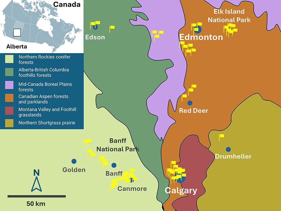 The study area and ecoregions in Central and Southern Alberta, western Canada. Blue circles represent major municipalities, while yellow flags indicate the study sites where point-count surveys were conducted