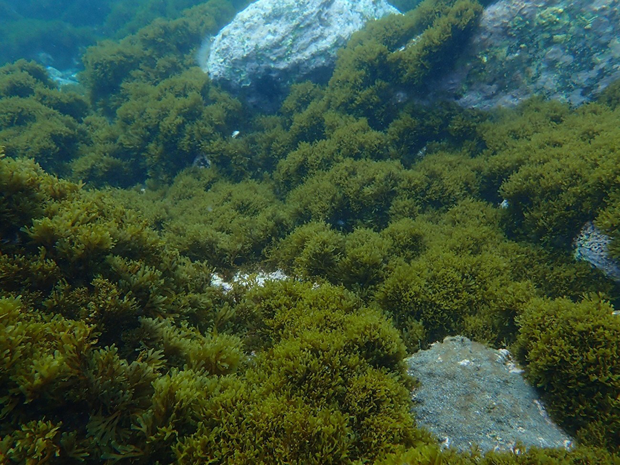 Homogeneización del fondo marino provocado por el desarrollo de Rugulopteryx okamurae en la zona de Especial Conservación de los Acantilados y Fondos Marinos del Tesorillo-Salobreña (Salobreña, Granada). 