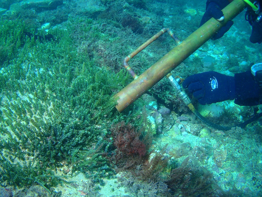 Ensayos de erradicación manual por succión sobre Caulerpa cylindracea en el Parque Natural del Estrecho (Cádiz). 
