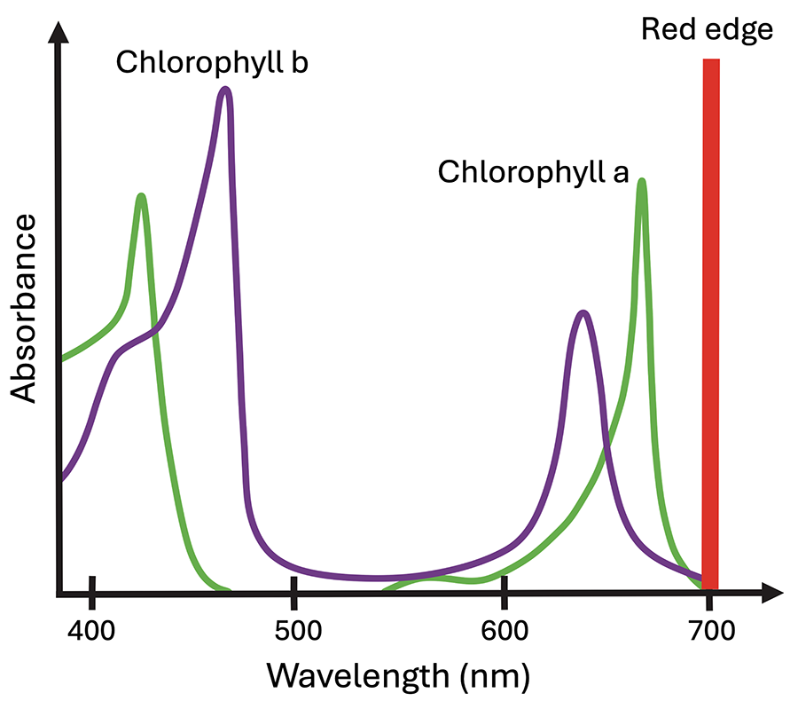 Absorption spectra of chlorophyll a and chlorophyll b in plant tissues. Chlorophyll a (green curve) has absorbance peaks around 430 nm and 665 nm, while chlorophyll b (purple curve) absorbs more efficiently around 455 nm and 640 nm. In remote sensing studies, the sharp transition from high absorbance to high reflectance between the red and near-infrared regions, known as the red edge (approximately around 700 nm and illustrated here as a red bar), was used to construct various vegetation indices relating the reflectance in these regions that provide indicators of photosynthetic activity and vegetation health