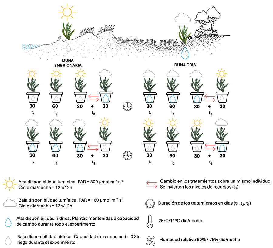 Representación gráfica del diseño experimental, mostrando los niveles “hábitat de origen” (duna embrionaria, y duna gris), “recursos” (alta disponibilidad lumínica-baja disponibilidad hídrica, y baja disponibilidad lumínica-alta disponibilidad hídrica) y “tiempo” (30, 60 y 30 +30 días). 