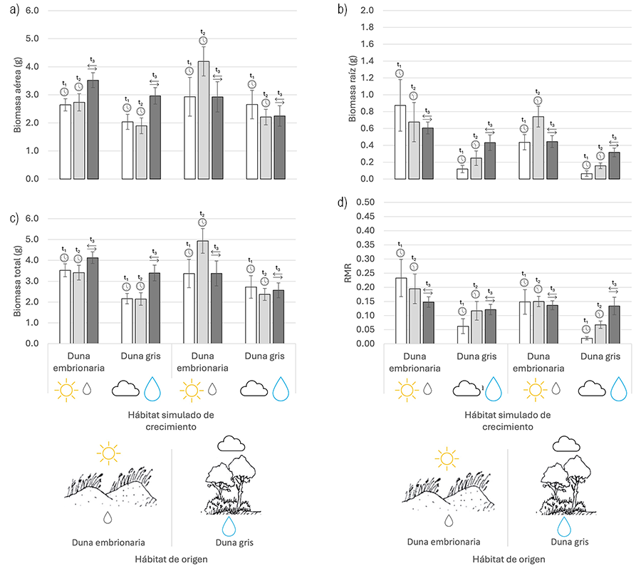 Biomasa aérea (a), biomasa de raíz (b), biomasa total (c) y biomasa proporcional destinada a raíces (RMR = biomasa de raíz / biomasa total) (d) (media ± Error Estándar) de C. edulis en los diferentes tratamientos (Hábitat de origen: duna embrionaria; duna gris. 