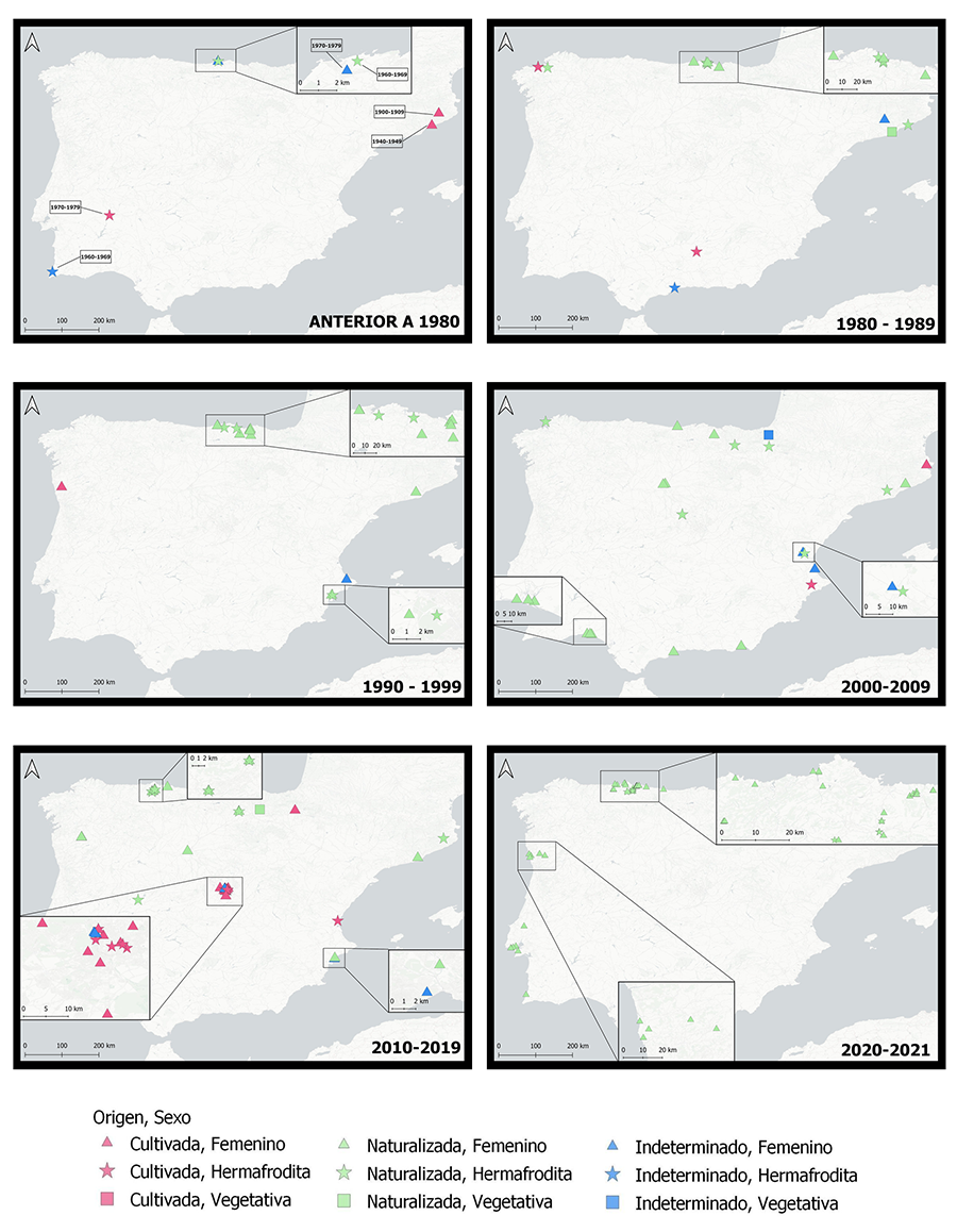 Distribución por década de los pliegos de Cortaderia selloana según el carácter invasor [cultivado (rosa), naturalizado (verde) o indeterminado (azul)] y el sexo [femenino (triángulo), hermafrodita (estrella) o indeterminado (cuadrado)].