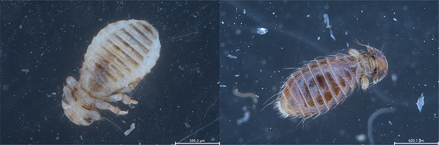Vista dorsal de piojos hematófagos (Amblycera: Menoponidae; Izquierda: ninfa, Derecha: Adulto) colectados en un pollo de urraca (Pica pica). Crédito: Pedro J. Sandoval Cortés, Departamento de Zoología, Universidad de Granada.