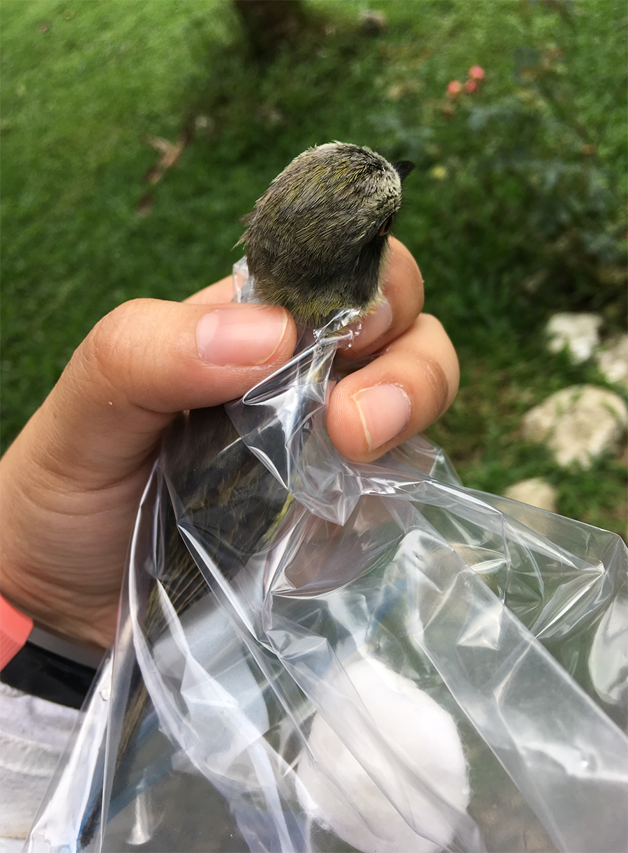 Cámara de fumigación (bolsa) utilizada para colecta de piojos. Obsérvese la bola de algodón impregnada de acetato de etilo. El ave se mantiene así durante aproximadamente 5 minutos. Crédito: Stephany Virrueta Herrera, School of Environmental Sustainability, Loyola University Chicago.