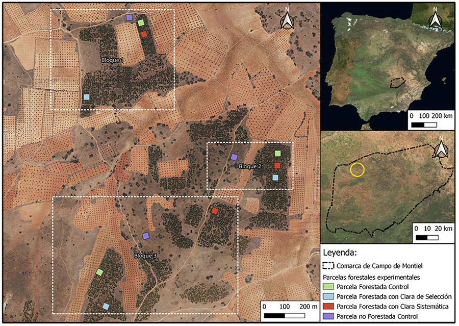 Ubicación de la zona de estudio (Campo de Montiel) en Iberia y de las 12 parcelas forestales experimentales (dentro del círculo amarillo) en Alhambra (Ciudad Real).