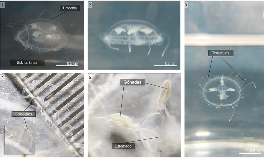 Medusa de agua dulce, Craspedacusta sowerbii.1,2,3) Vista del individuo in vivo. 4) Vista de los tentáculos con los cnidocitos. 5) gónadas y cavidad gástrica de la medusa